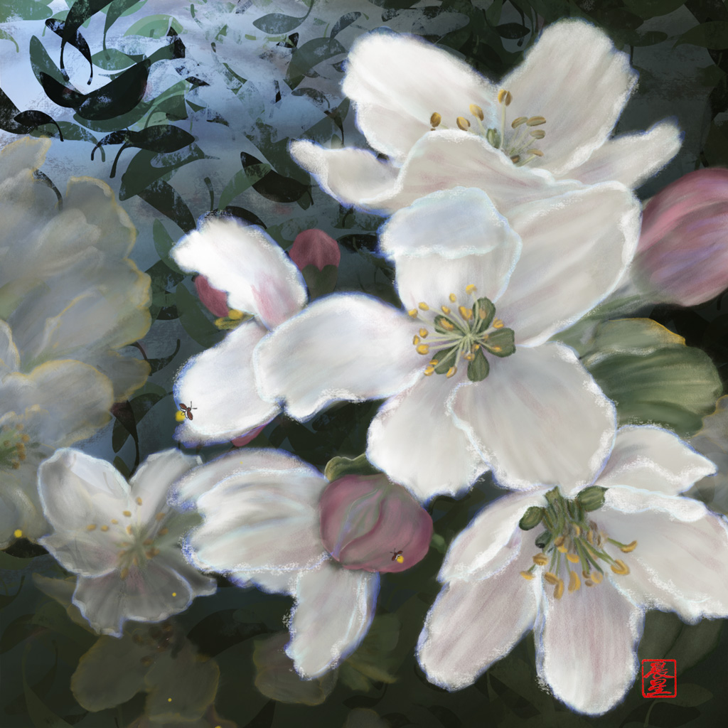 Apple Blossoms