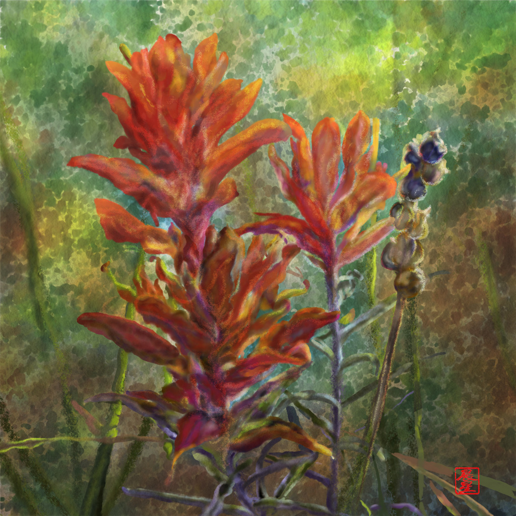 Indian Paintbrush