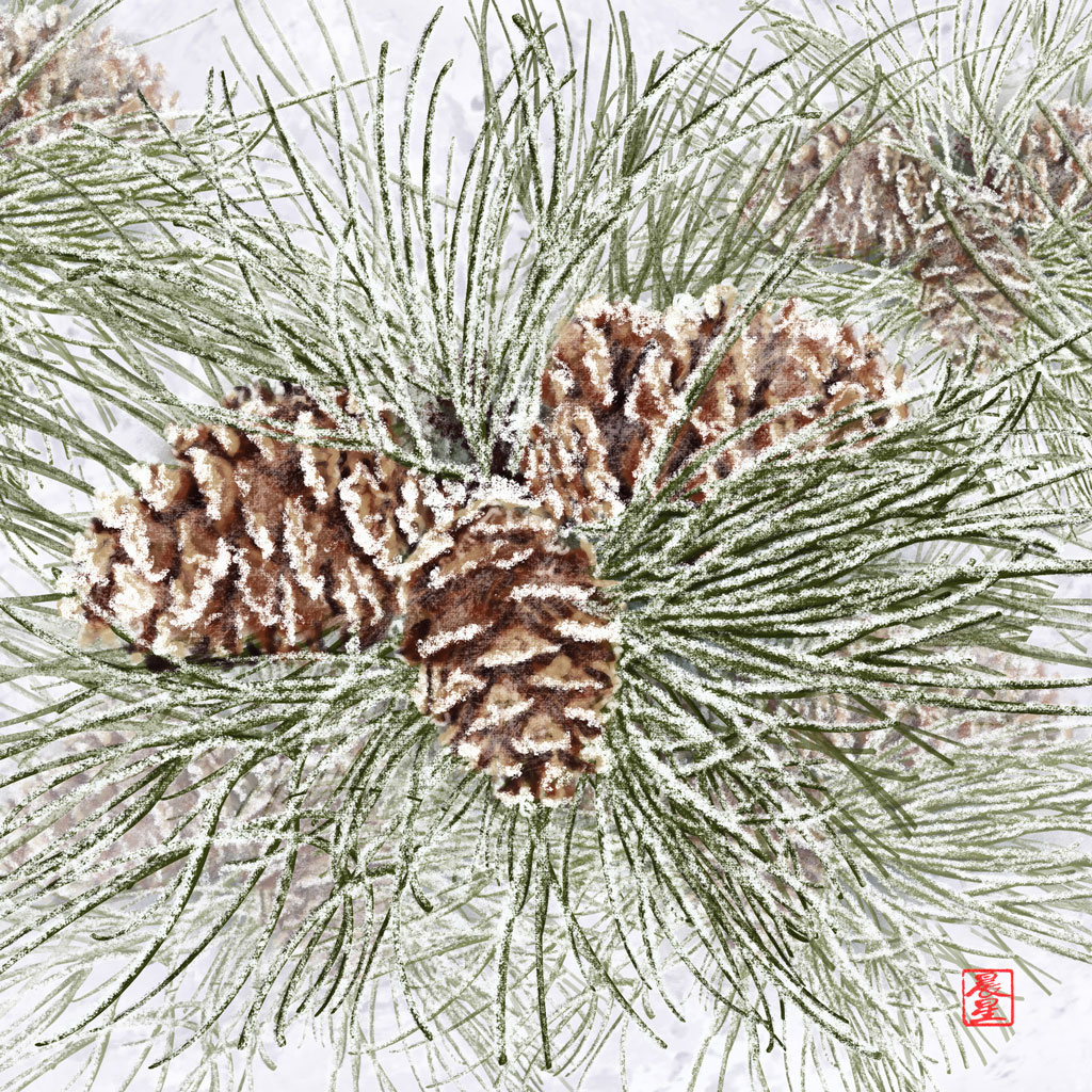 Winter Ponderosa Pine Cones